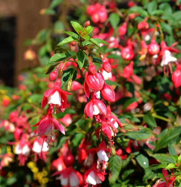 Nahaufnahme einer Fuchsie mit Blüten und Blättern.