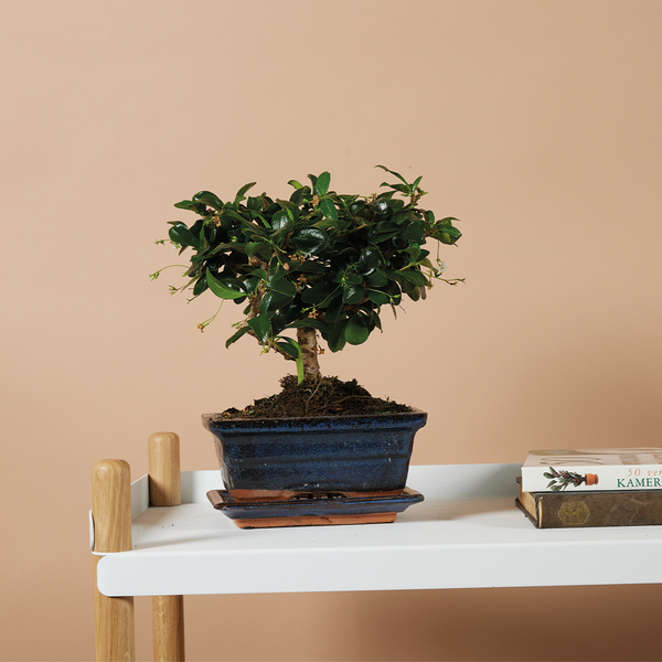 Bloomique - Bonsai Carmona - Kugelform - Bonsai-Baum - Zimmerpflanzen - Höhe 20-30 cm - 15 cm breit - inklusive Keramiktopf und Schale