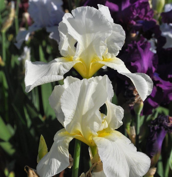 Nahaufnahme von weißen Schwertlilienblüten im Garten.