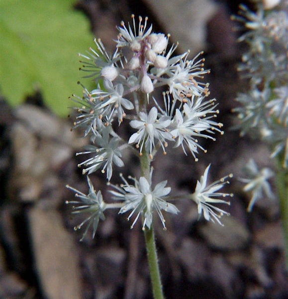 Schaumblüte Nahaufnahme
