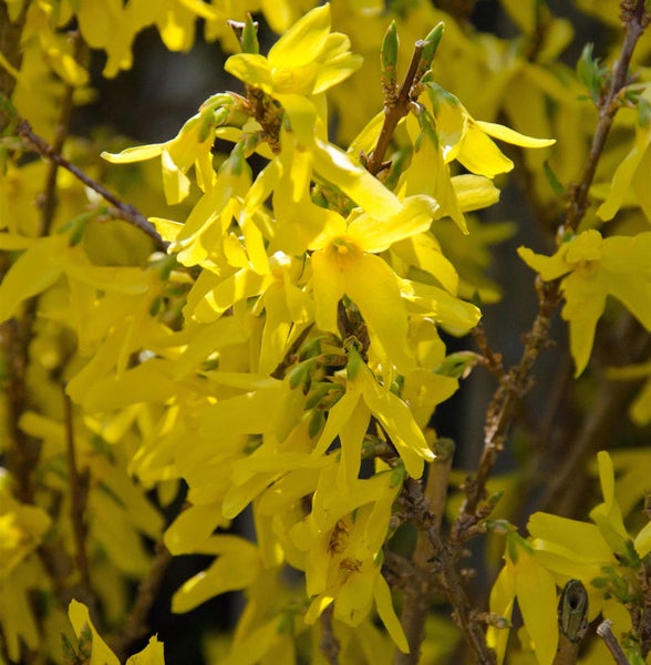 Nahaufnahme von Forsythienblüten