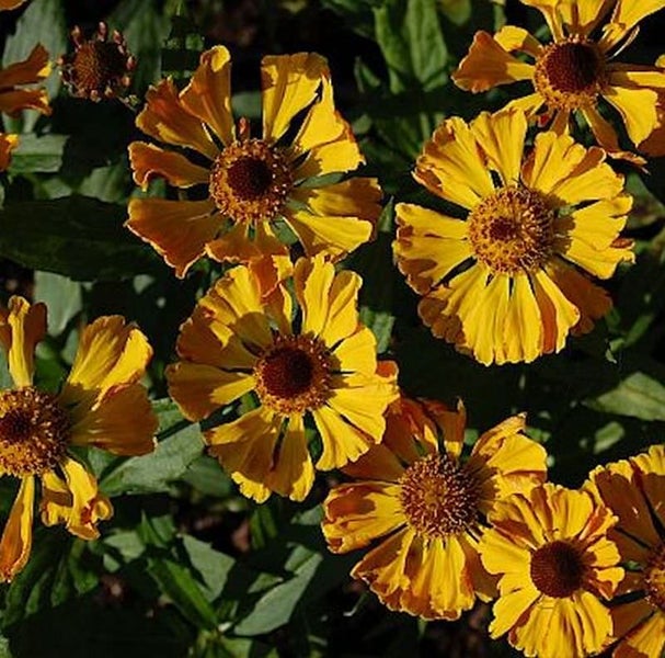 Mehrere Sonnenbraut Blumen im Gartenbeet