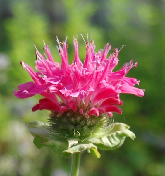 Nahaufnahme einer Monarda-Blume