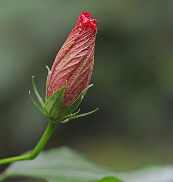 Hibiskusblütenknospe mit grünen Kelchblättern