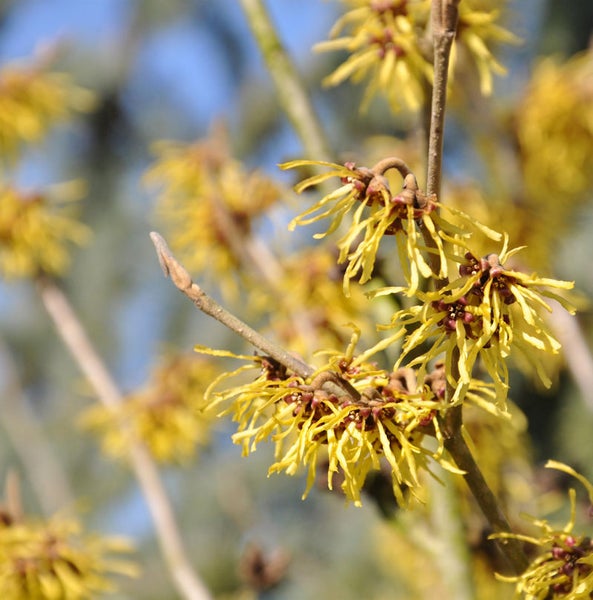 Nahaufnahme von gelben Blüten der Zaubernuss auf Ästen
