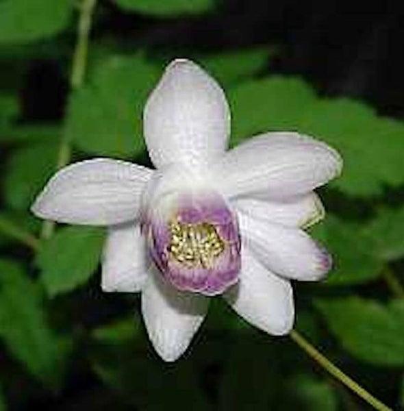 Einzelne Scheinmohnblume im Detail