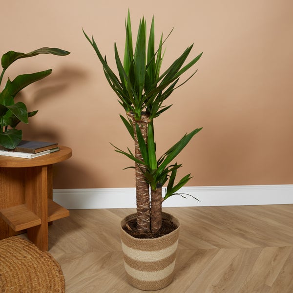 Bloomique - Yucca Elephantipes - Yucca Palme - Palmlilie - Zimmerpflanzen - Pflegeleicht - Luftreinigend - Höhe 80-100 cm - Topf 21 cm