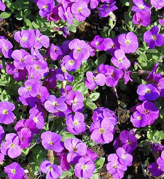 Blütenmeer von Blaukissen Pflanzen im Garten