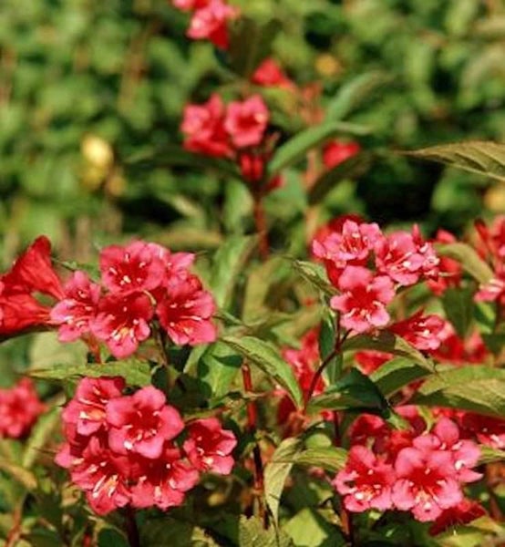 Blühender Weigelienstrauch mit roten Blüten
