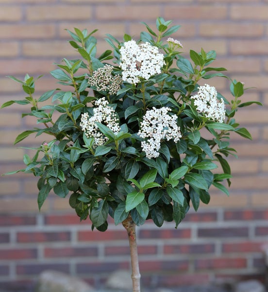 Im Bild ist ein Schneeball-Zierbaum mit weißen Blüten zu sehen.