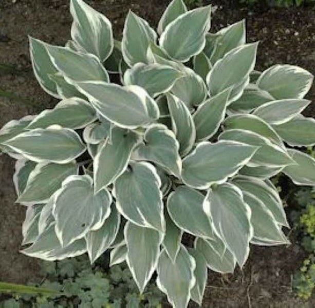 Funkie mit weiß geränderten Blättern im Gartenbeet