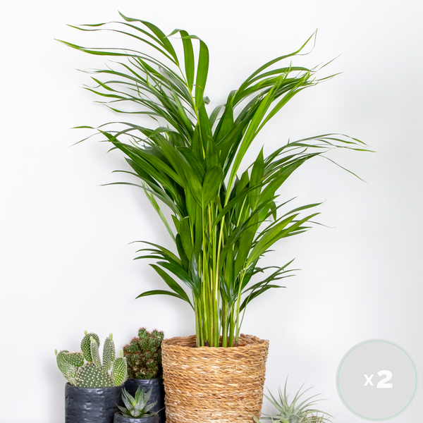 2x Dypsis Lutescens - Goldpalme - Zimmerpflanze - Pflegeleicht - ⌀17 cm - ↕60-70 cm