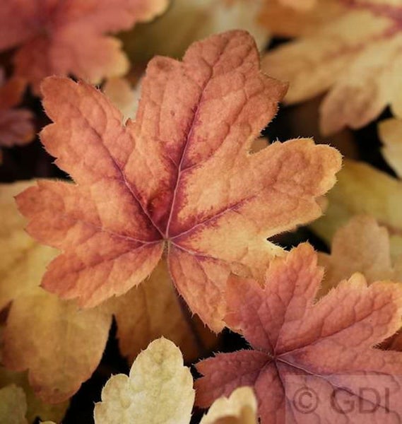 Nahaufnahme von Heuchera Blättern