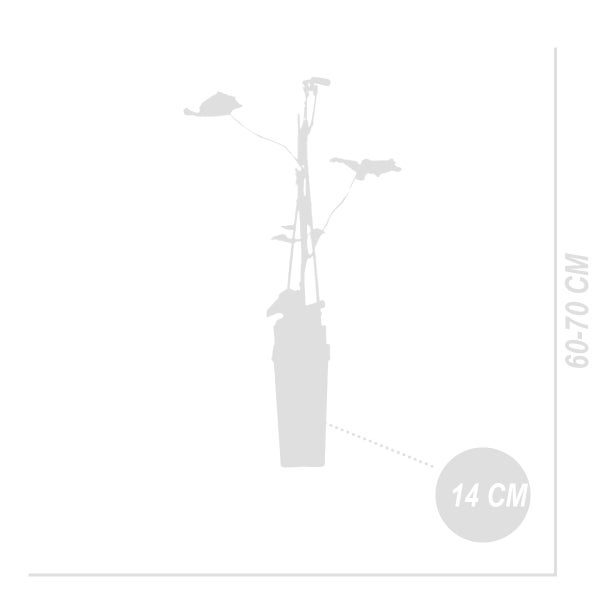 Bloomique - 2x Vitis Vinifera 'Boskoop Glory' - Weinpflanze - Blaue Trauben - Obstpflanzen - Gartenpflanzen - Winterhart - ⌀14 cm - Höhe 60-70 cm