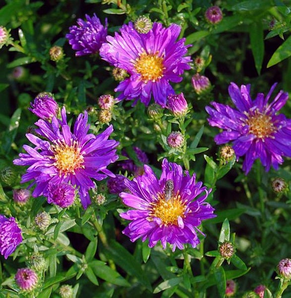 Nahaufnahme von blühenden Raublattastern im Garten