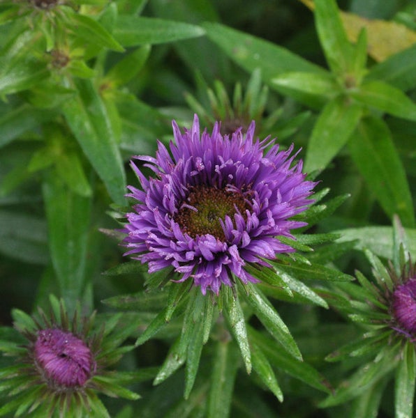 Nahaufnahme einer lila Asterblüte