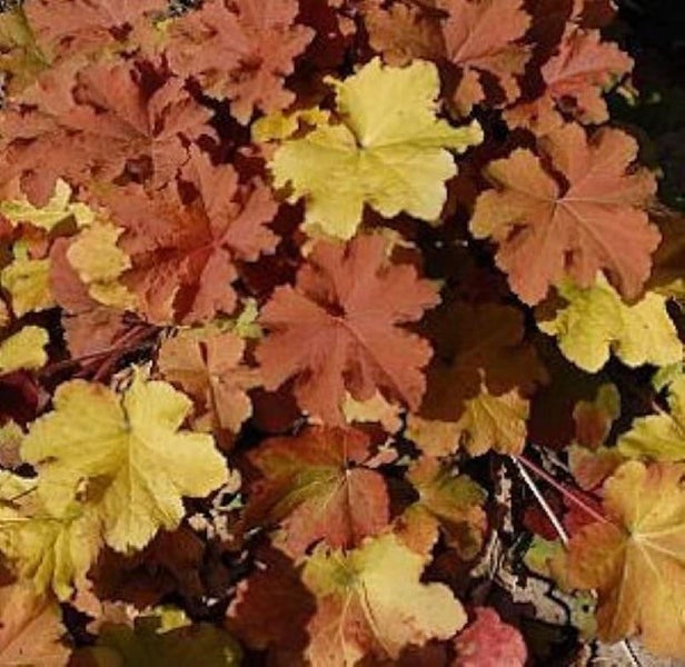 Nahaufnahme von Heuchera-Blättern