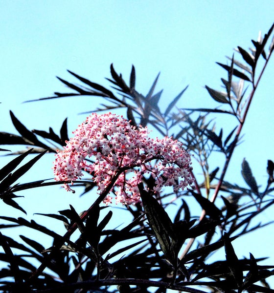Blüte des Holunderstrauchs vor blauem Himmel
