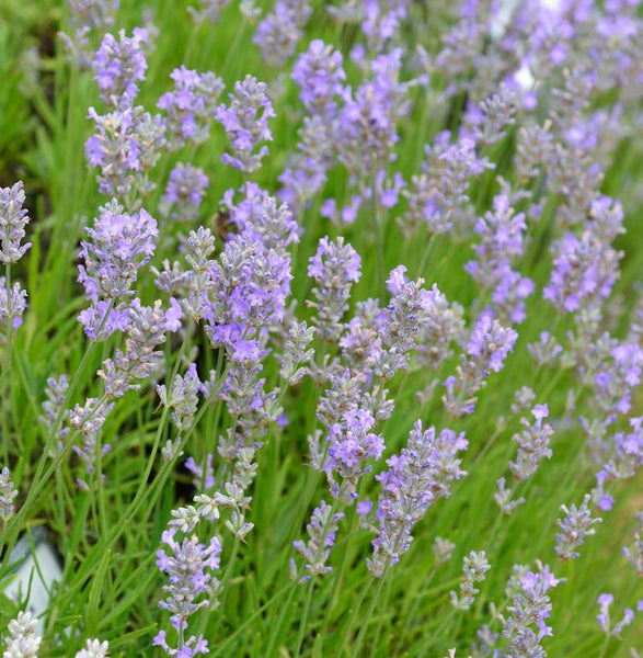 Nahaufnahme von Lavendel im Garten