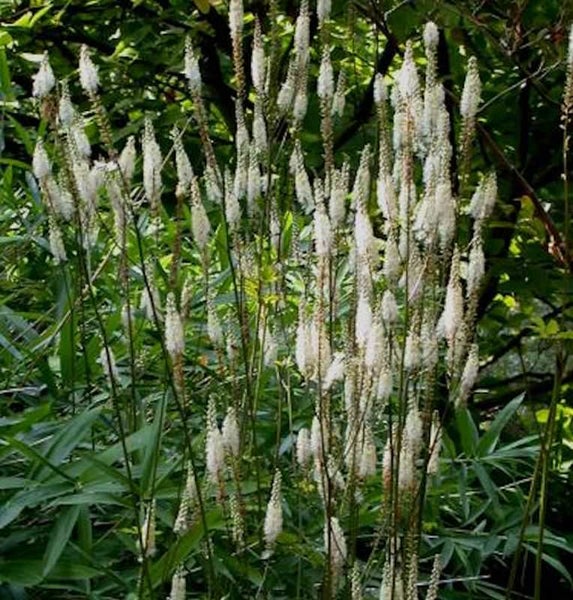 Büschel von Silberkerzen im Garten