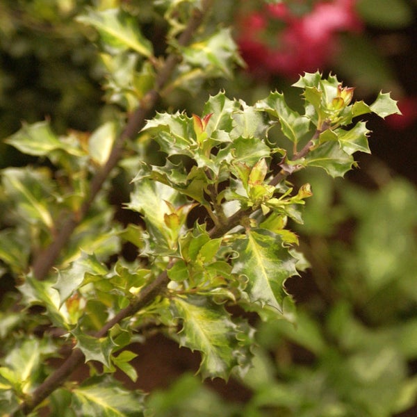 Zweig der Stechpalme mit Blättern