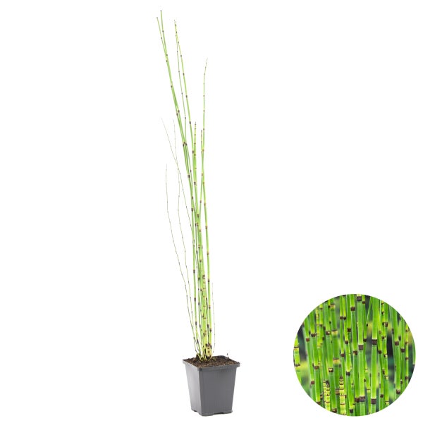 Equisetum Japonicum – Japanische Hohlpfeife – Teichpflanze – Pflegeleicht – ⌀9 cm - ↕20-30 cm