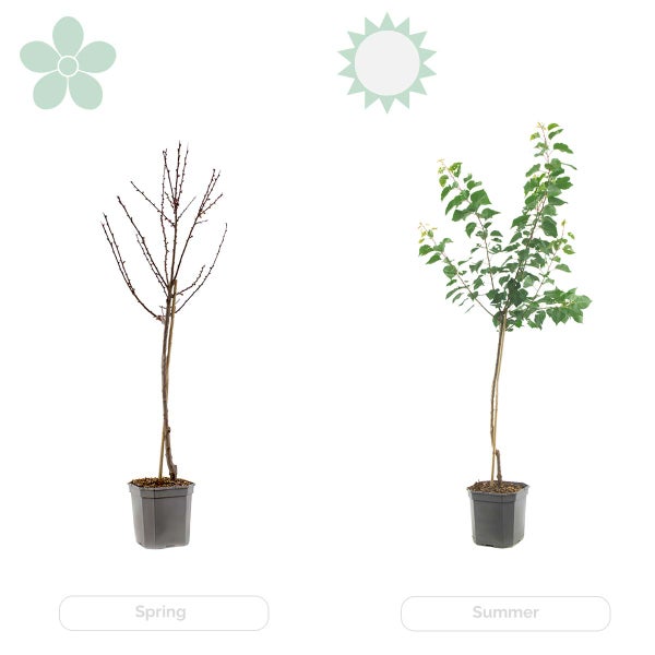 Citrus limon - Zitronenbaum - Obstbaum - Immergrün - ⌀21 cm - ↕70-80 cm