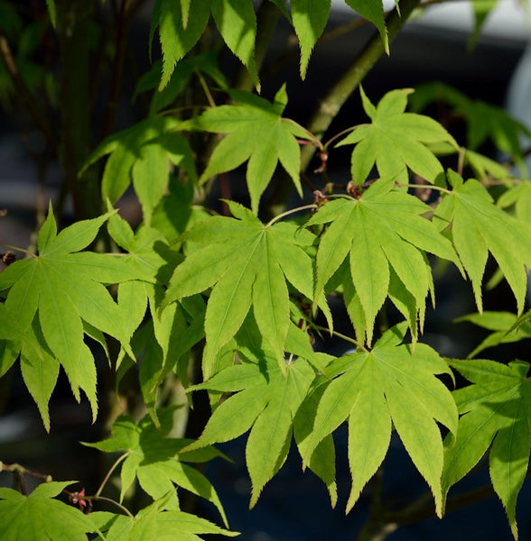 Nahaufnahme von japanischem Ahorn mit filigranen Blättern