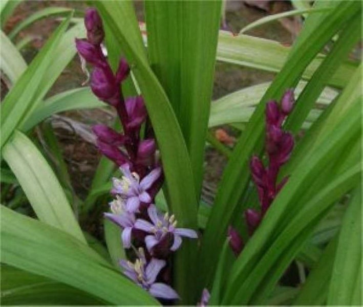 Nahaufnahme einer Dichternarzisse mit violetten und lavendelfarbenen Blütenblättern und grünen Blättern