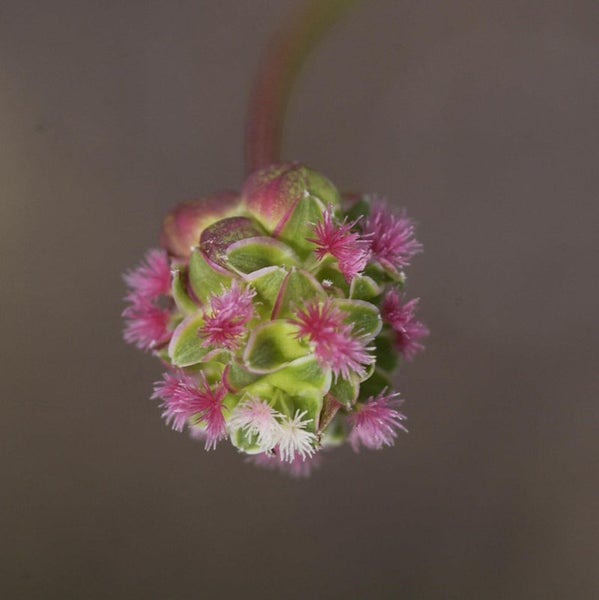 Nahaufnahme einer Wiesenknopf-Blüte