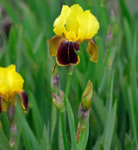 Gelb-braune Schwertlilie im Garten