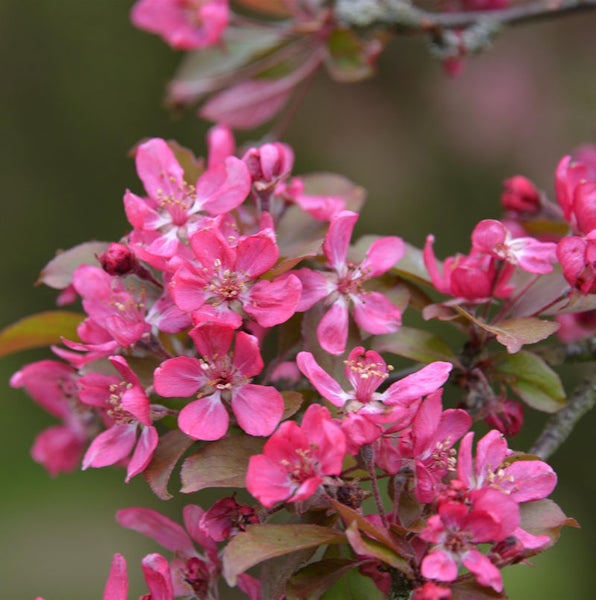 Nahaufnahme von Zierapfelblüten