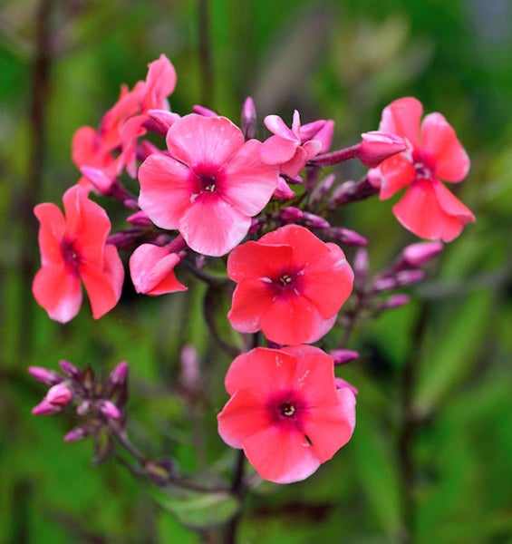 Nahaufnahme einer Phlox-Pflanze mit Blütenstand