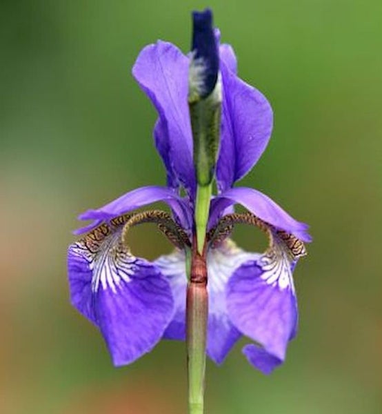 Nahaufnahme einer blühenden Iris Pflanze