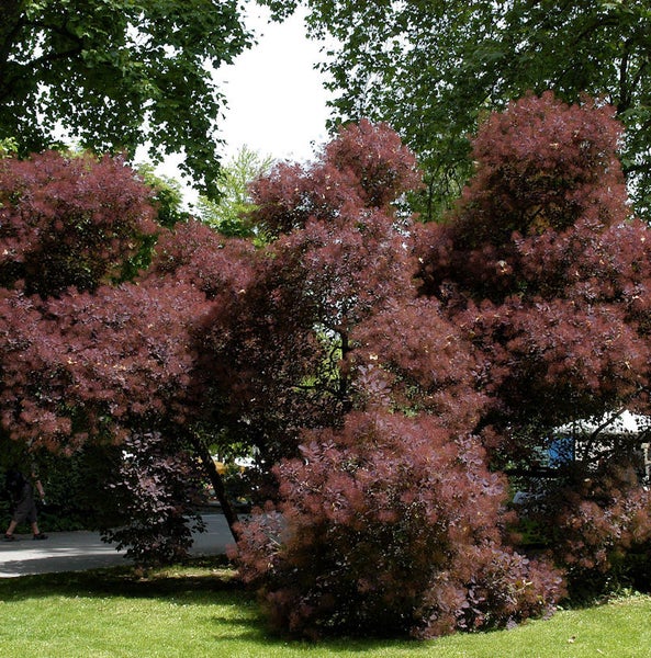 Großer Perückenstrauch im Garten