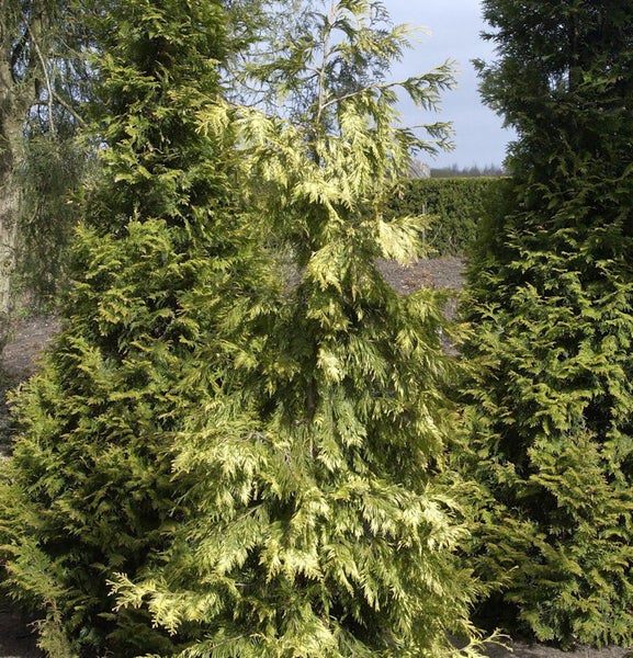 Zypressenbaum im Garten.