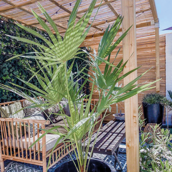 Chamaerops Humilis - Europäische Zwergpalme - Palme - Winterhart - ⌀24 cm - ↕80-90 cm