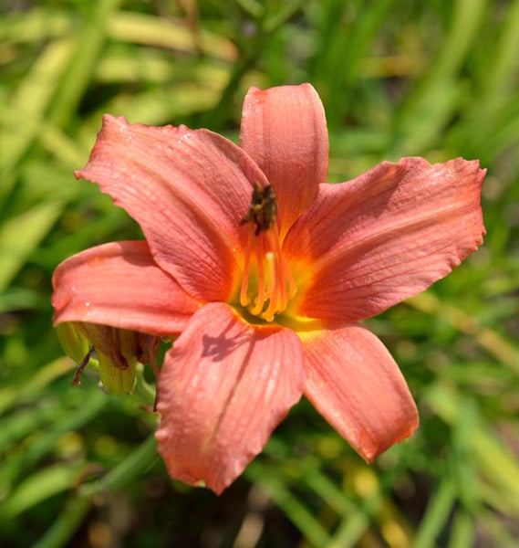 Nahaufnahme einer Taglilienblüte