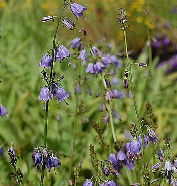 Nahaufnahme von Nickenden Glockenblumen im Garten.