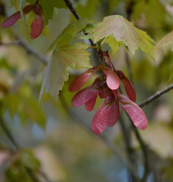 Ahornbaumblätter und -samen