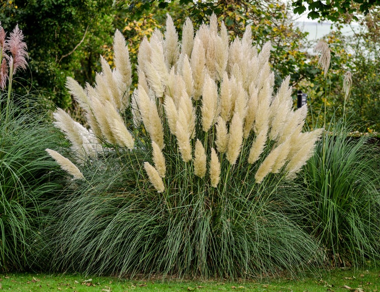 XL Cortaderia 'Pumila' - Pampasgras für 2 Stück - Outdoor-Pflanze in der Küche cm17 cm - ↕25 cm