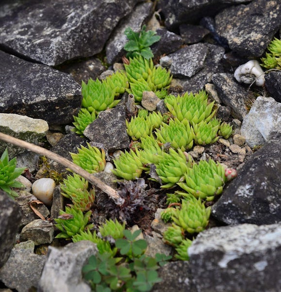 Nahaufnahme von Hauswurz zwischen Steinen im Gartenbeet.