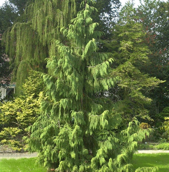 Lebensbaum mit hängenden Zweigen im Garten.