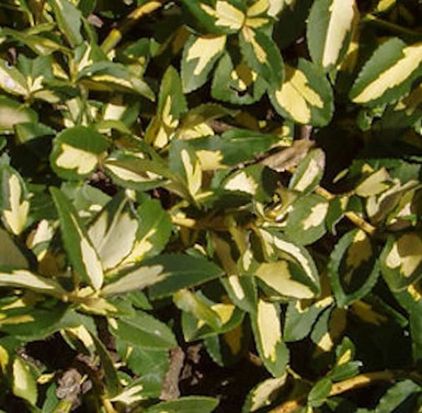 Immergrüner Spindelstrauch mit grün-gelben Blättern