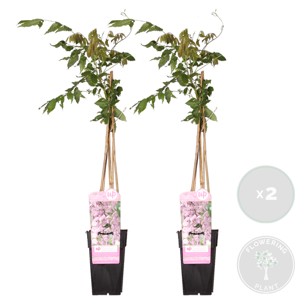 Bloomique - 2er-Set - Wisteria Floribunda Rosea - Blauregen Kletterpflanze - Rosa - Kletterpflanzen - Gartenpflanzen - Winterhart - 50-70 cm Hoch - Topf 15 cm