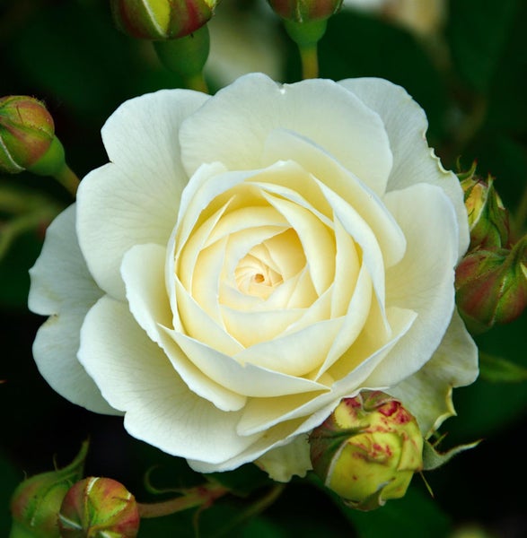 Nahaufnahme einer einzelnen weißen Rose mit Blütenknospen