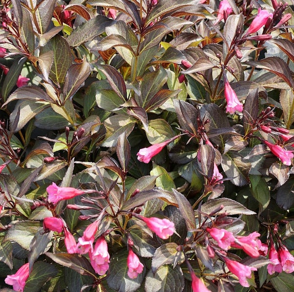 Nahaufnahme einer blühenden Weigelie-Pflanze im Garten.