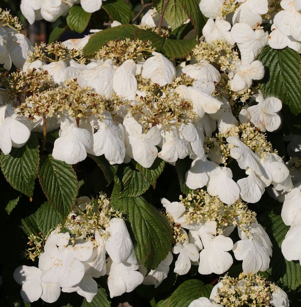 Blühender Schneeballstrauch mit weißen Blüten und grünen Blättern