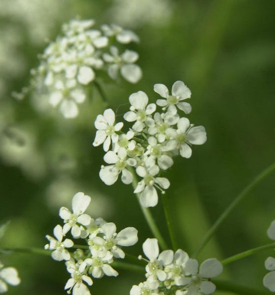 Nahaufnahme von Doldenblütlern