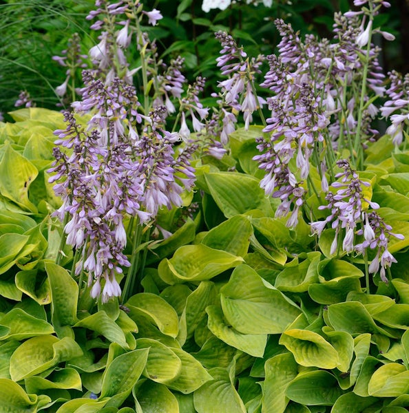 Funkien mit lilafarbenen Blüten im Garten.